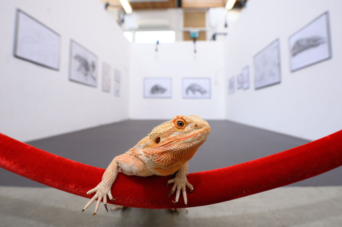 Draco explores the gallery