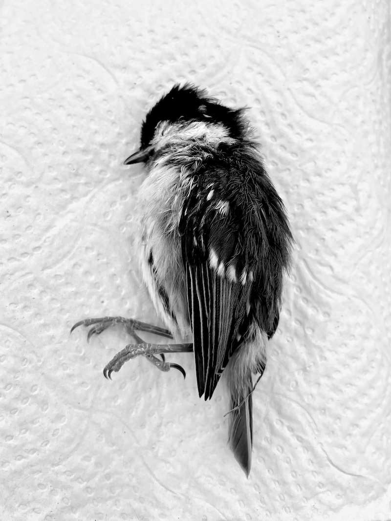 'Your Words (My) Hurt' © Olivia-Rose Kaur Labana. Shortlisted for Portrait of Britain award 2025